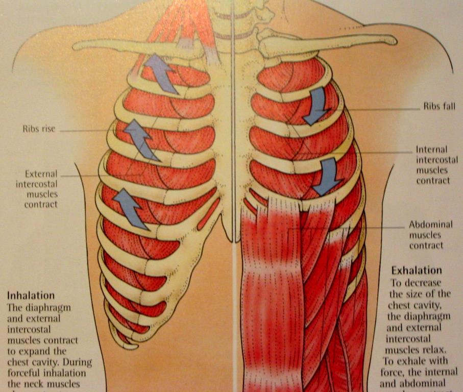 Musc. acessórios respiratórios Intercostal interno (abaixa) Intercostal externo (eleva).
