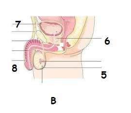 Os testículos ficam dentro de uma bolsa chamada escroto. A próstata pertence ao sistema genital masculino. Os ovários irão produzir as células reprodutoras masculinas.