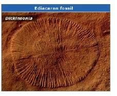 3) Presença de fósseis animais e vegetais típicos Fossilização Fósseis: restos ou marcas de seres vivos preservados nas rochas ou outros materiais naturais.