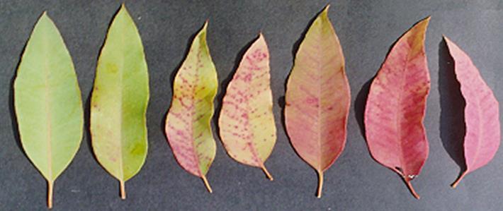 NITROGÊNIO SINTOMAS DE DEFICIÊNCIA 1. Folhas velhas apresentam coloração verde clara. 2.