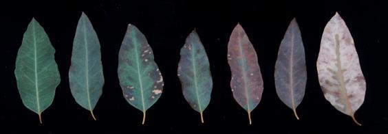 FÓSFORO SINTOMAS DE DEFICIÊNCIA 1. Folhas velhas apresentam coloração verde escura; 2.