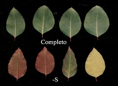 ENXOFRE SINTOMAS DE DEFICIÊNCIA 1. Folhas novas apresentam leve clorose (verde clara); 2.