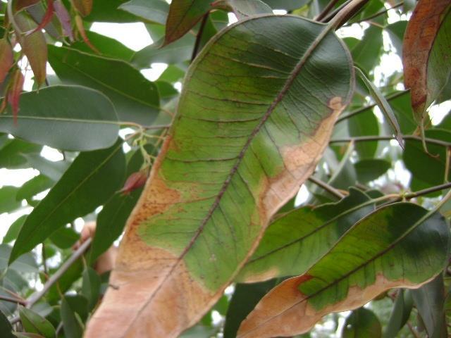 BORO SINTOMAS DE DEFICIÊNCIA 1. Folhas novas apresentam intensa clorose marginal e secamento das margens; 2.