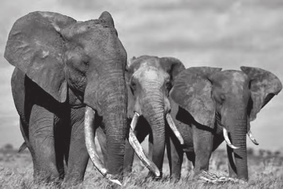 Slonove ubijaju, zar ne? (2) Glavni je uzrok pokolju afričkih slonova sve veća potražnja bjelokosti od koje se izrađuju različiti luksuzni predmeti.