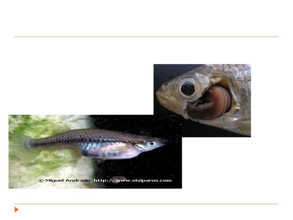 Peixes - Maior Biodiversidade Gnatostomados