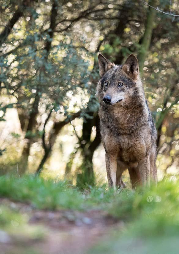 Palma Não testado em animais Alimento Natural para Cães SALMÃO ATUM FRANGO BORREGO BORREGO FRANGO BOI FRANGO