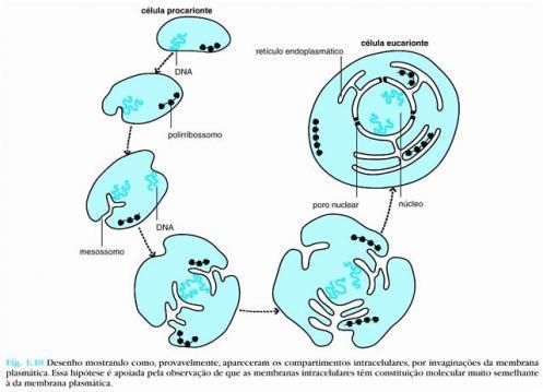 Evolução da célula Do Procarionte ao Eucarionte Mais da metade da biomassa da terra é formada por seres unicelulares Com a união deles surgiram os multicelulares