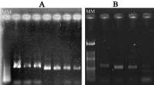 Entretanto, pode-se observar na Figura 2 que as bandas de PCR não ficaram bem definidas, principalmente as amplificações da primeira leva de amostras que obtiveram um claro arraste de bandas.