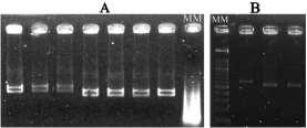 espécies distintas (FUNGARO, 2000). Figura 2 Gel de agarose a 1,4% com resultados para a amplificação do DNA. MM= marcador de peso molecular. A. amplificação das amostras primeiramente isoladas. B.