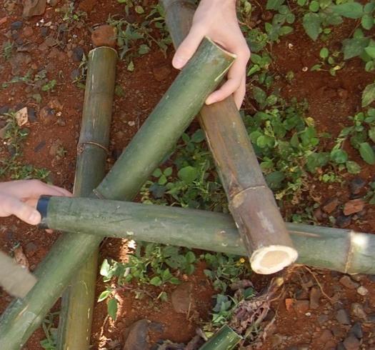 Peças de colmos de bambu tuldoides selecionados para serem usados em uma estrutura geodésica. Triângulo auto apoiante e amarração dos colmos.