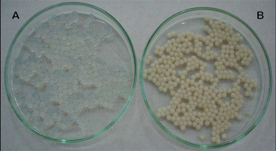 28 4.4 Esferas de Alginato de Cálcio com e sem Levedura Imobilizada Na Figura 7 estão representadas as esferas de alginato de cálcio e esferas de alginato de cálcio com a Saccharomyces cerevisiae