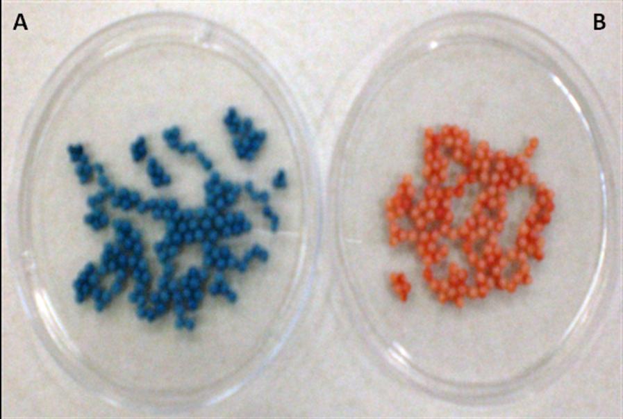 38 Na Figura 14 estão representadas as esferas de alginato de cálcio com Saccharomyces cerevisiae imobilizada, com os corantes Acid Blue 40 (A) e Acid Red 151 (B), biossorvidos.