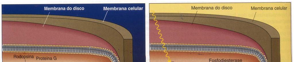 Figura 11: A cascata bioquímica ativada pela luz em um fotorreceptor.