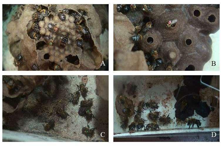 Anexos ANEXO A Figura 1. Diferentes áreas da colônia de Melipona scutellaris.