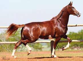 Cavalo jovem, de beleza impar e andamento diferenciado. Futuro garanhão que leva uma genética expetacular em suas veias.