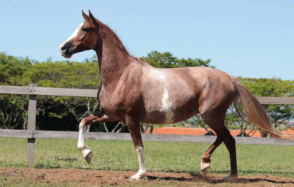 LEOPARDO DO HARAS JL FAVEIRO R.M.