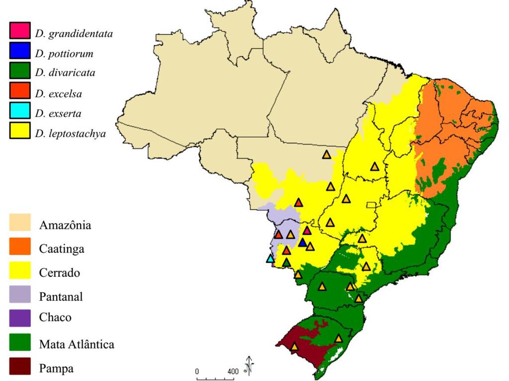 Sul. Dyckia grandidentata, D. pottiorum e D. divaricata ocorrem no bioma Cerrado; D. excelsa ocorre no Pantanal sul-mato-grossense e no Cerrado; D. exserta ocorre na região do Chaco, e D.