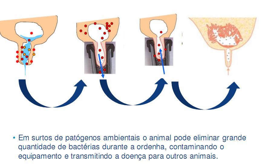 Streptococcus uberis e Streptococcus ambientais Estudos recentes apontam para