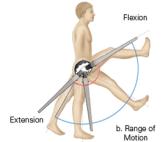 Mecanismos neuromusculares % fibras brancas