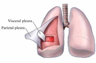 Derrame pleural, acúmulo de líquido entre as pleuras pulmonares; Edema pulmonar; Infecções: pericardite,
