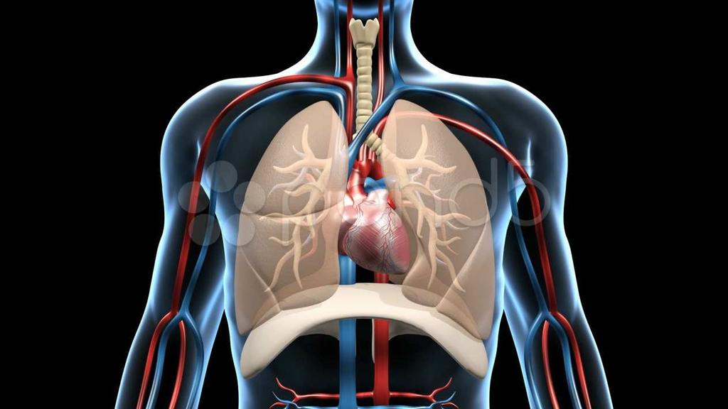 Exames do Sistema Respiratório Exames do Sistema Respiratório Toracocentese Faz-se a punção torácica colocando uma