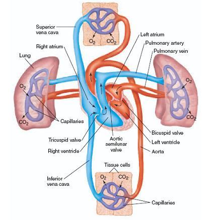 Sistema circulatório A circulação sistêmica inclui a aorta, artérias, capilares,