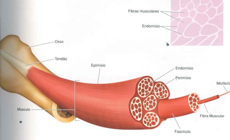 vez, por uma bainha de tecido conjuntivo denominado endomísio. A quantidade de fibras em diferentes músculos varia de 10.000 a mais de um milhão, encontradas por exemplo, no músculo gastrocnêmio.