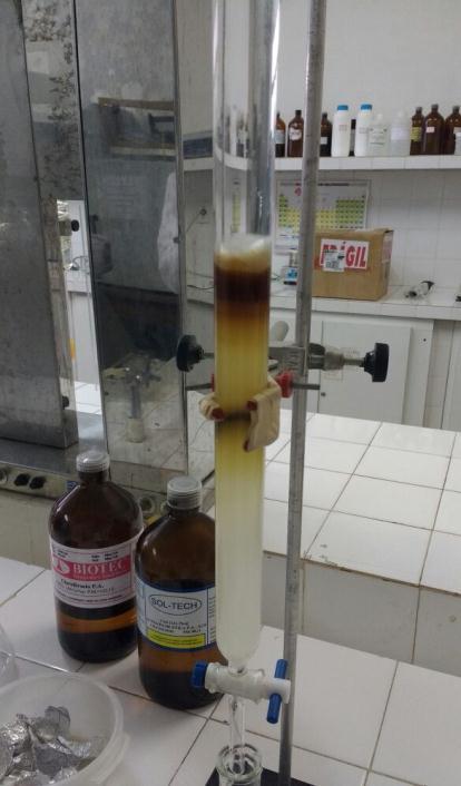 desidratadas, 32,8 gramas, foram percoladas em meio hidroalcóolico álcool metílico: água [70:30]. A Fig. 2 apresenta as colunas dos extratos hexânico [EH] e clorofórmico [EC].