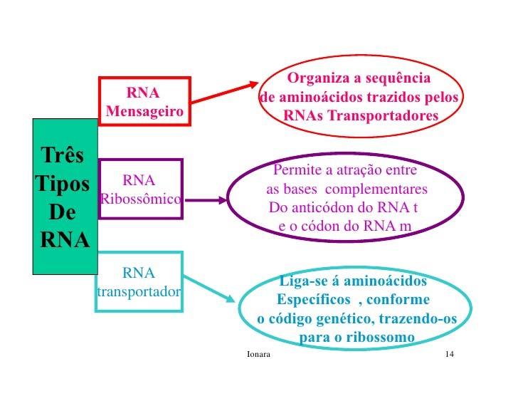 RNA ribossômico (RNAr): entra na constituição dos ribossomos.