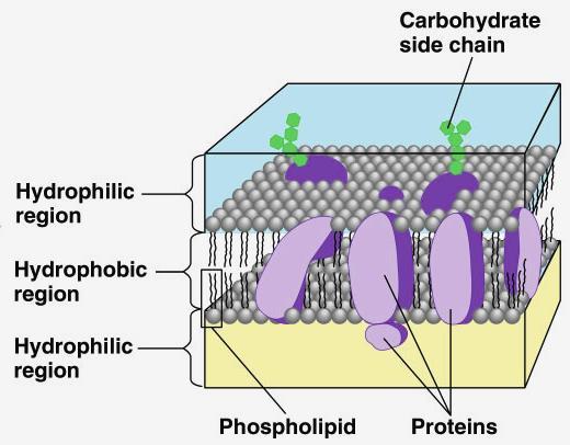 Os fosfolipídios são importantes constituintes da membrana celular, pois sua forma arranjada em bicamadas permite que a célula