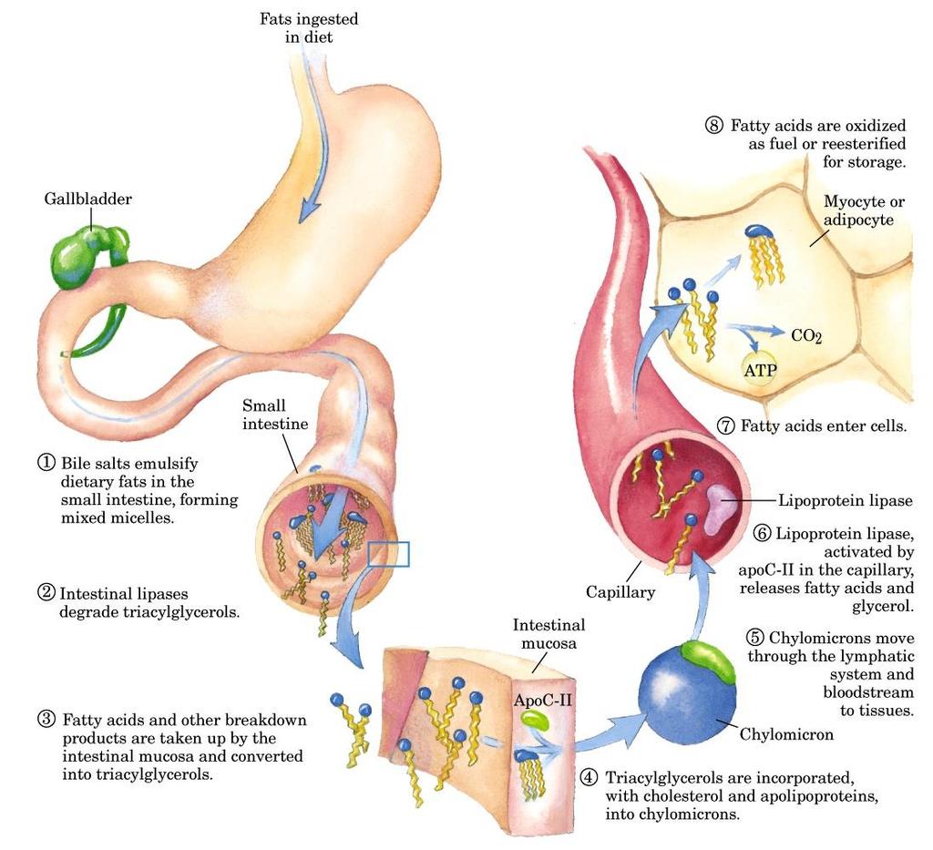 Metabolismo dos Lipídios: β-oxidação Vesícula biliar Gorduras ingeridas na dieta 8.