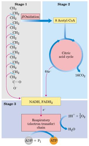 β- Oxidação Pode ser dividida em 3 fases: A ativação do ácido graxo A BETA - oxidação propriamente dita A respiração celular Estágio 1- um ácido graxo de cadeia longa é oxidado para produzir resíduos