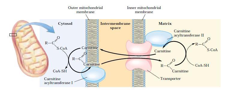 Os ácidos graxos são ativados e transportados para o interior da mitocôndria < 12C entra diretamente na mitocôndria (ácidos graxos de cadeias médias e curtas > 12C transportador de carnitina (3