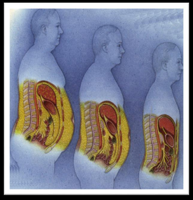 FUNÇÕES Reserva de energia e combustível celular São armazenados nas células de gordura, os adipócitos, que possuem distribuições características em homens e mulheres.