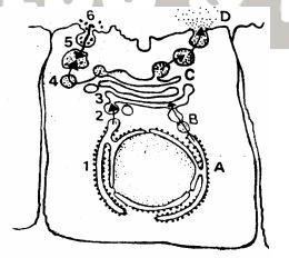 3- Considere as seguintes estruturas celulares: I- retículo endoplasmático. II- complexo de Golgi. III- grânulos de secreção.