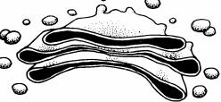 9- O ergastoplasma é a região formada por cavidades tubulares, em cuja periferia situam-se numerosos ribossomos, constituindo local de: a) circulação celular b) respiração celular c) digestão