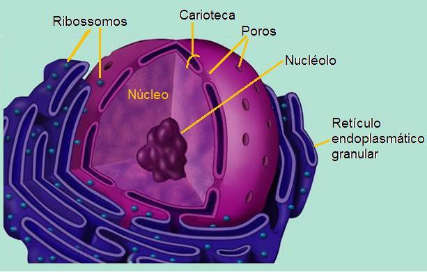 formadas no nucléolo do núcleo.