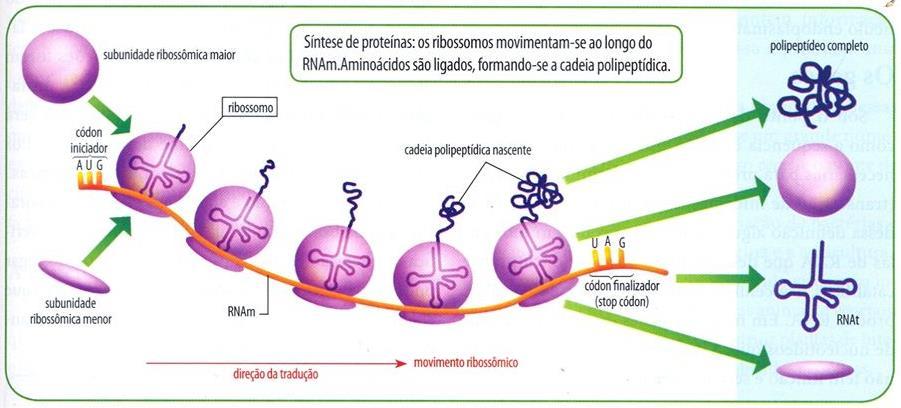 Possíveis destinos de proteínas sintetizadas por polissomos no citosol