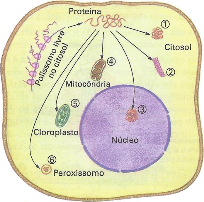 2: Proteína que fará parte do citoesqueleto. 3: Proteína nuclear.
