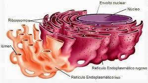 Retículo endoplasmático liso ou não granuloso (REL) * Formado por estruturas membranosas