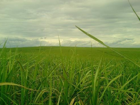 Impactos Ambientais da Agropecuária Monocultura de cana-de-açúcar, a qual