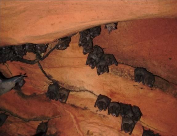 BIOESPELEOLOGIA Neste trabalho foram realizados levantamentos superficiais de fauna cavernícola, caracterizando apenas grandes grupos.