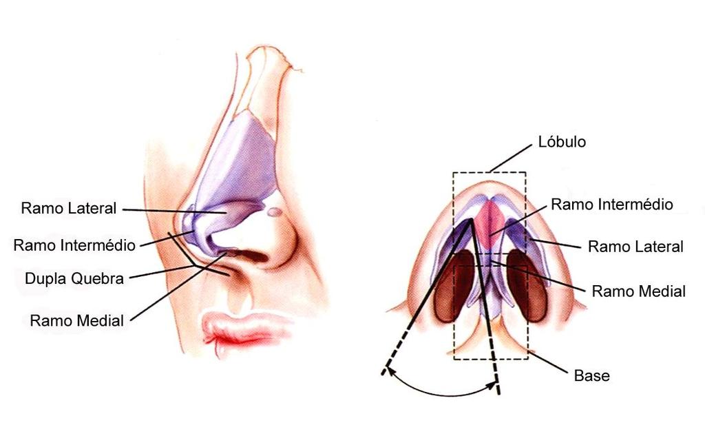 7 3. REVISÃO DA LITERATURA A ponta nasal é a parte mais desafiadora da rinoplastia.