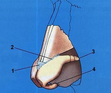 8 O tamanho e a forma destas cartilagens e seu posicionamento tridimensional, que é dependente de várias adesões cartilaginosas, determinam a forma global da ponta nasal.