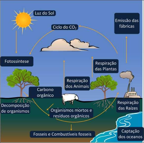 Ciclo de Carbono Interações do Homem com o Ciclo de Carbono: - Queima de Combustíveis Fósseis - Abate/Plantação de florestas - Aumento da