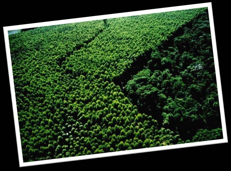 Sustentabilidade 230 mil hectares de terras Minas Gerais São Paulo Rio Grande do Sul 140 mil hectares de florestas