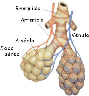 Alvéolos pulmonares Bolsas de ar