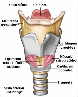 Esqueleto da laringe 3 isoladas Cartilagem tireóidea Cartilagem epiglótica Cartilagem cricóidea 3 pares Cartilagem