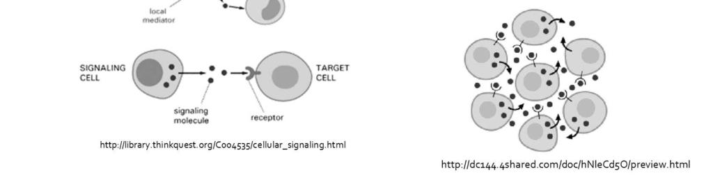 A sinalização autócrina é um tipo de sinalização parácrina, onde as moléculas produzidas por um tipo celular agem sobre células do mesmo tipo que estão próximas, atingindo também