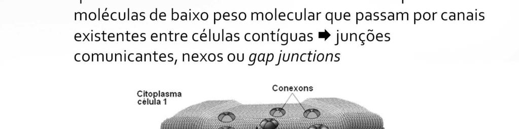 Junções comunicantes, nexos ou gap junctions: constituídas por moléculas proteicas das membranas de duas células vizinhas, separadas por 2 nm apenas.